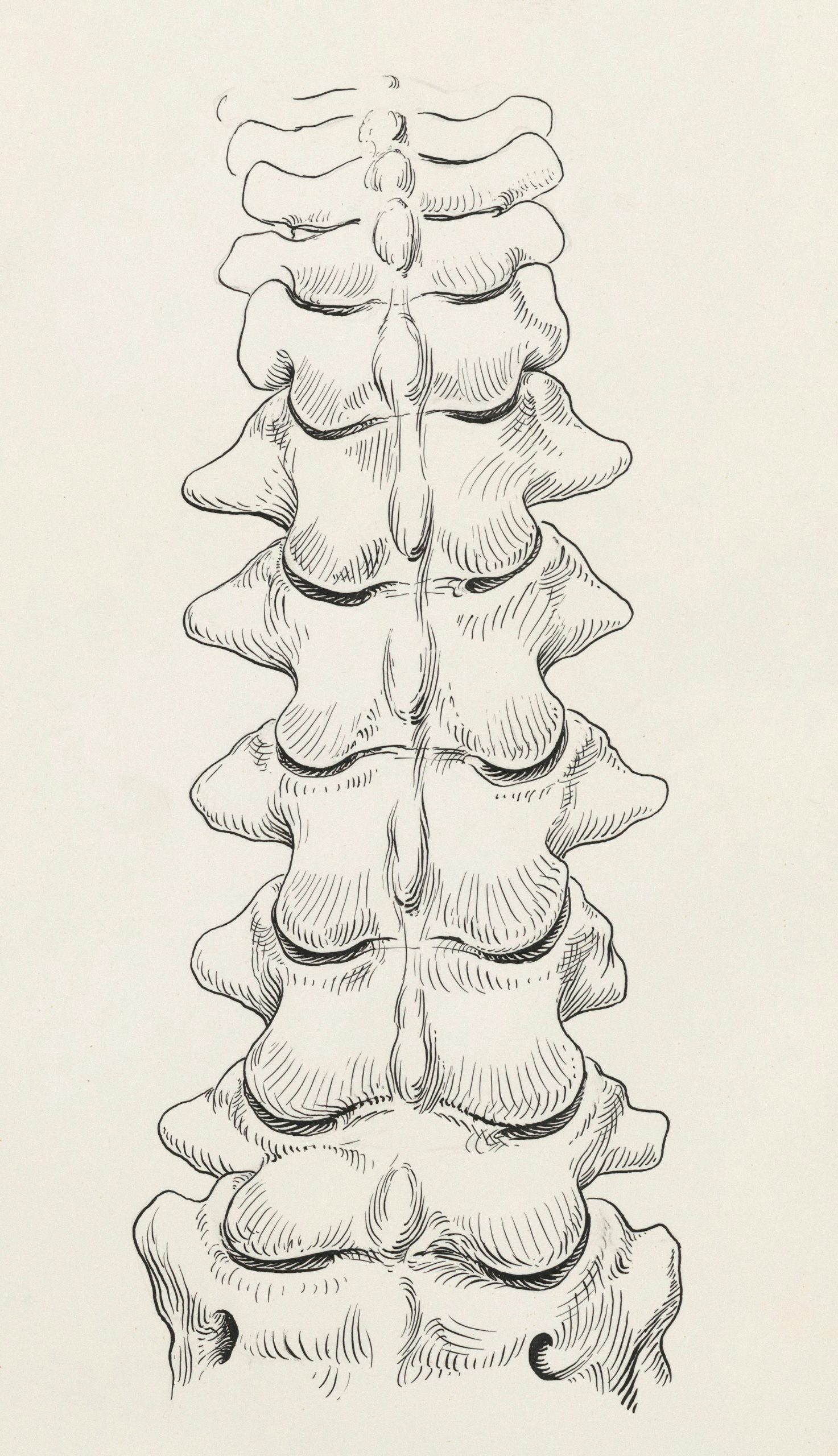 Dolor de Espalda y Columna Vertebral